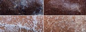 Different types of mold growing on cigars