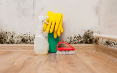 mold removal products