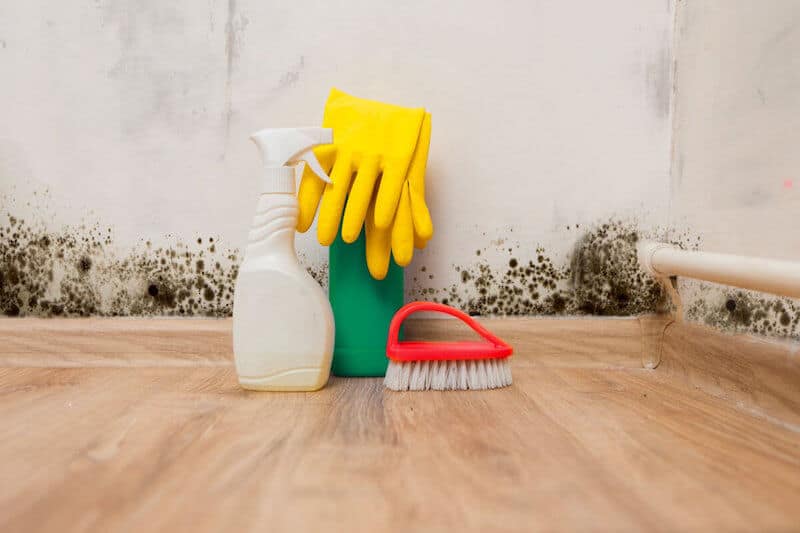 mold removal products