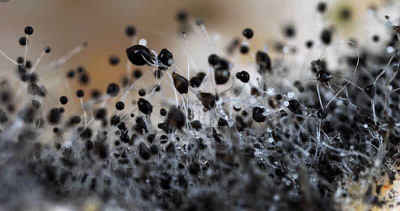 Common black mold spores