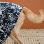 Dog stains on carpets and bad doors