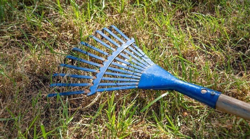 dethatching lawn with rake tool