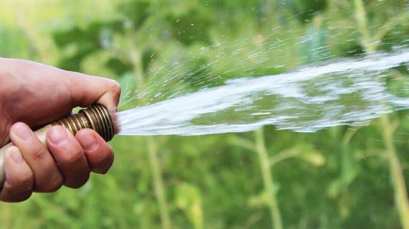 Watering your lawn before dethaching