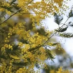 Acacia tree blooming