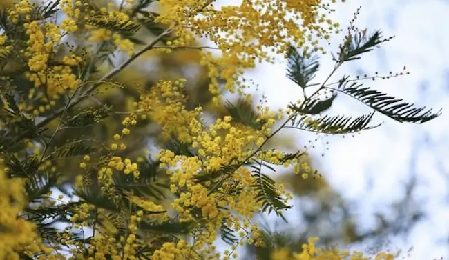 Acacia tree blooming
