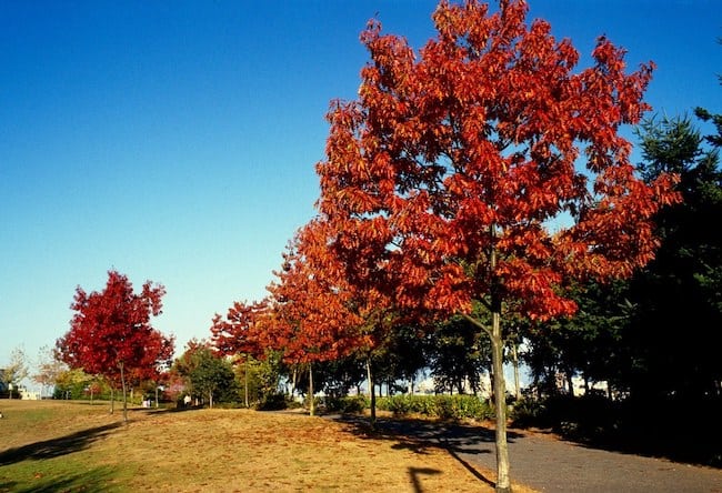 red oak tree autumn day