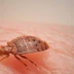 can bed bugs live inside your vacuum cleaner