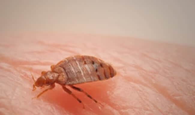 can bed bugs live inside your vacuum cleaner