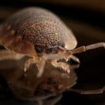 clean your vacuum cleaner after bed bug infestation