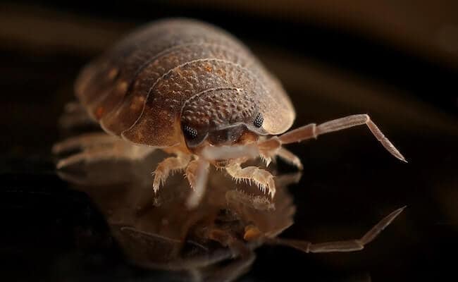 clean your vacuum cleaner after bed bug infestation